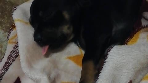 Funny little dachshund dog sleeps and moves his tongue funny