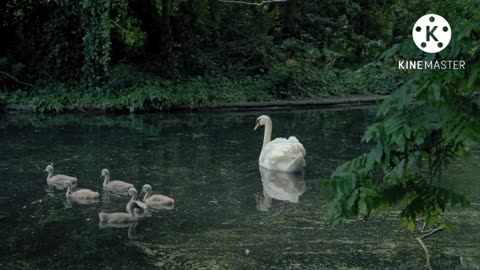 White Couple Swans on floating water