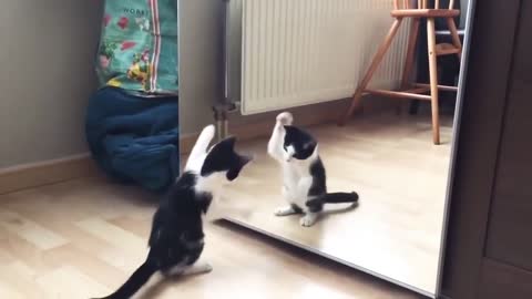 Funny Cat And mirror Video Funny video
