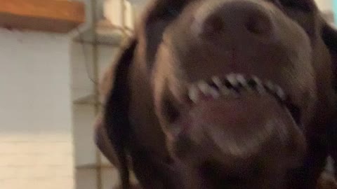 Silly dog delivers goofy smile
