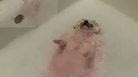 A puppy who likes bathing