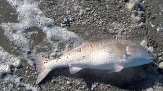 Canadian's first Redfish