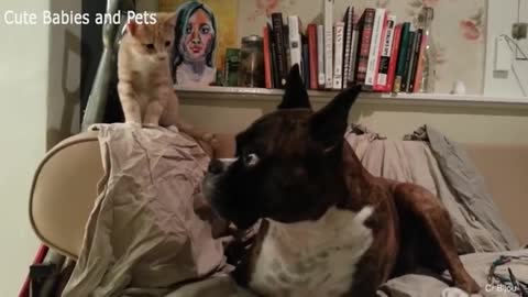 viral vedio of dog and cat fights