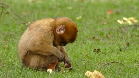 Monkey love eating