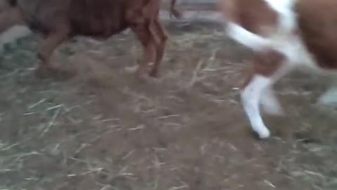 Funny calves on a funny farm😂