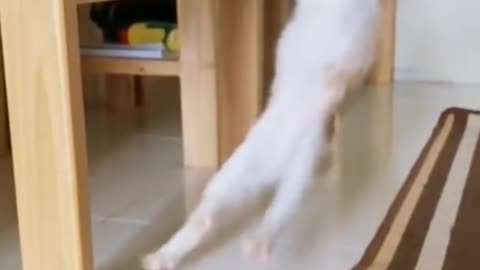 cat funny videos funny moments - comedy videos