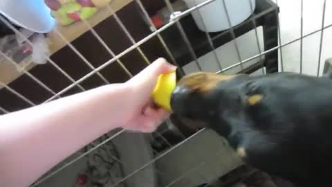 Dog Licks Lemon