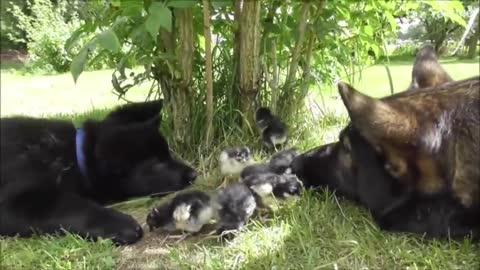 Puppy Introduced To His First Batch Of Newly Hatched Chicks