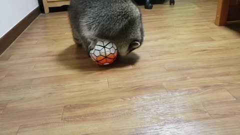 Raccoon plays with the soccer ball