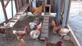 Sanity Homestead - Chicken release