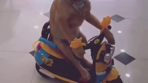 dog driving scooter