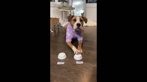 Cute Funny Clever Dog Can listen and Reply to Man