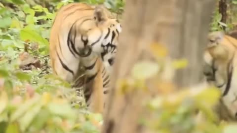 40 Horror Moments Tiger Hunting Gives You Chils Wildlife Moments. Part 5 Thanks For Watching