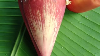 Interesting banana flower