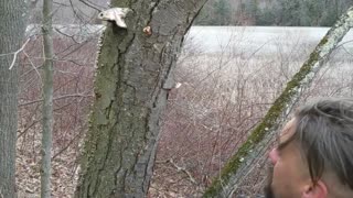 Birch Polypore is the next best thing to Chaga | Learning about your land | Foraging in Appalachia