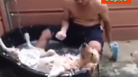 How the richest dog in the world takes a shower