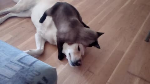 Cat has full on wrestling match with dog friend