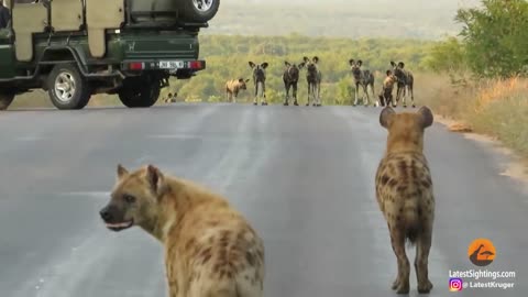 Hyenas Say "We out here" When 20 Wild Dogs Charge In!