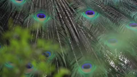 Peacock view 4k