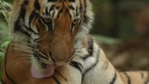 Bengal Tiger amazing look very nice videos Bengal Tiger Indian photographer