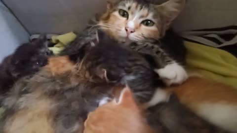 Mother cat breastfeeding her kittens
