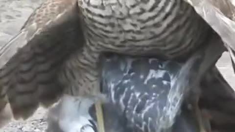 A hawk eating a live pigeon