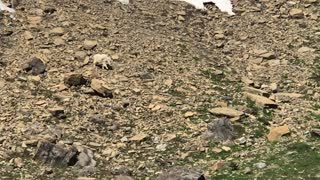 2018.07.15 Mountain Goat Glacier National Park 2