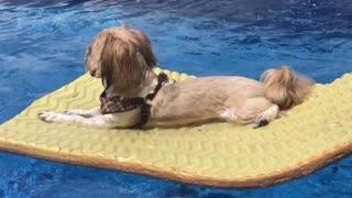 Super chill dog relaxes on top of pool float