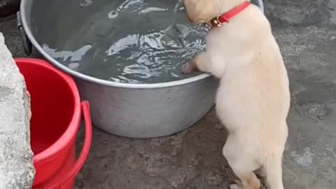 Cute Dog Enjoying