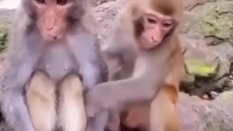 Funny Monkey sitting upset