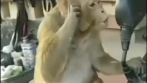 Monkey comedy video