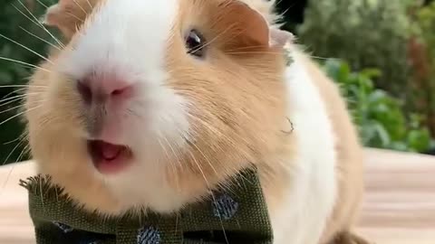 Cute guinea pig🐷🐖 sound🔊