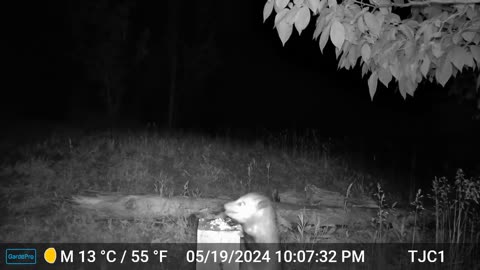 Opossum Snacking