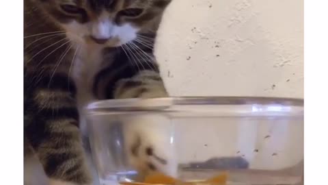 Cat fascinated by toy goldfish, tries to catch it