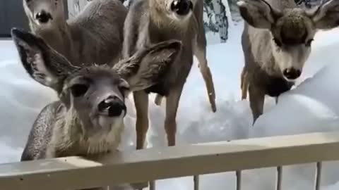 A lot of snoots to boop for christmas