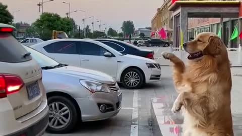 A golden retriever that knows how to direct a driver to park.