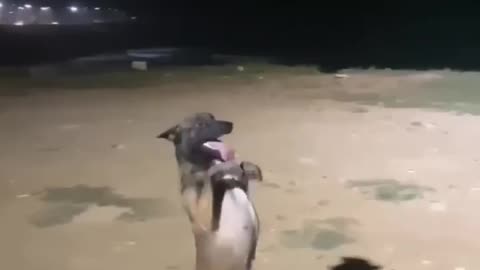 Dog Dancing On Song