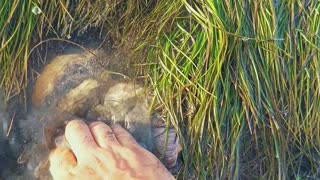 Sea Snails Extracted From Sand