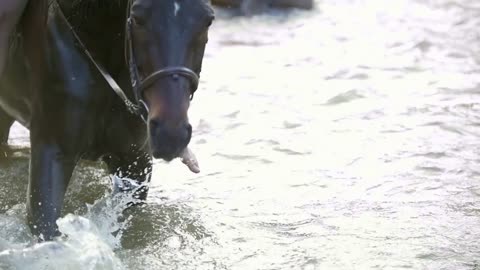 Black horse stomps his hoof on the river and splashes water