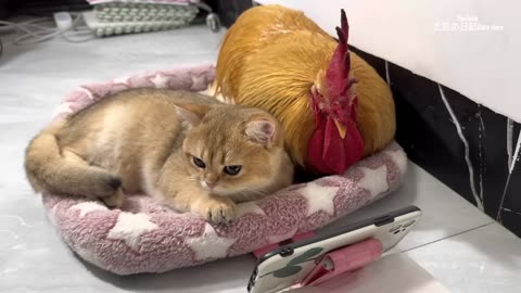 How do cats and roosters react when they watch their own film together_Cute and interesting animals