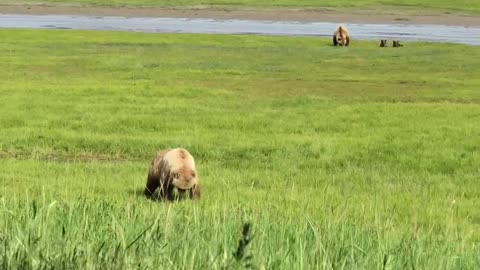 Amazing Brown Bear Feeding On Farm Grass