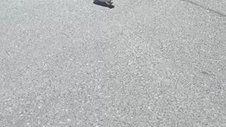 One legged pigeon