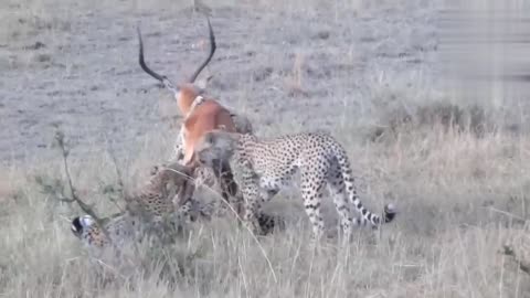 Tiger attract on the deer