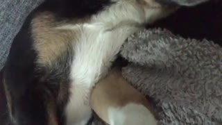 Small dog sleeping with owner