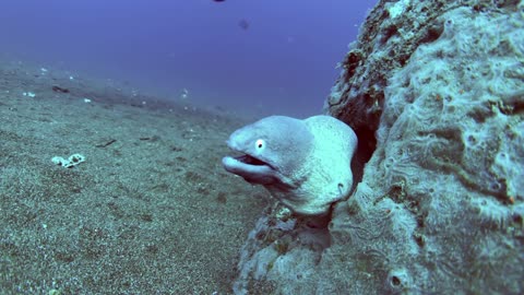 Wow! See the details of button eye moray eel in closeup view