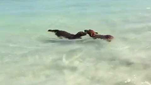Dachshunds perform synchronized swimming at Australian beach