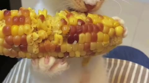Watch this kitty enjoy a delicious meal! 😸🍽️