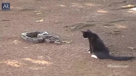 Cobra VS Cat | Big Cobra and Cat Video