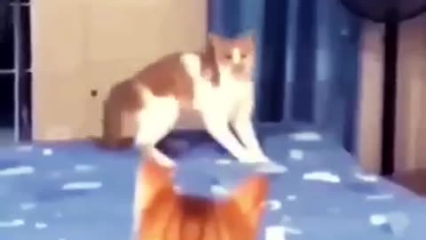 Funny cat videos 🤣🤣