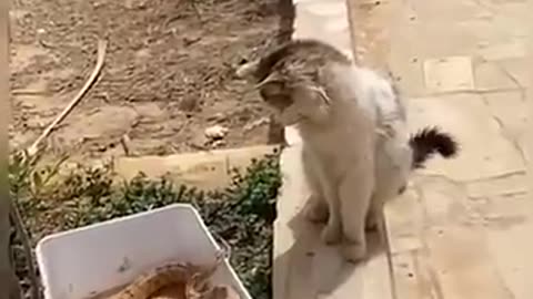 Cat vs snake____funny_fight_video